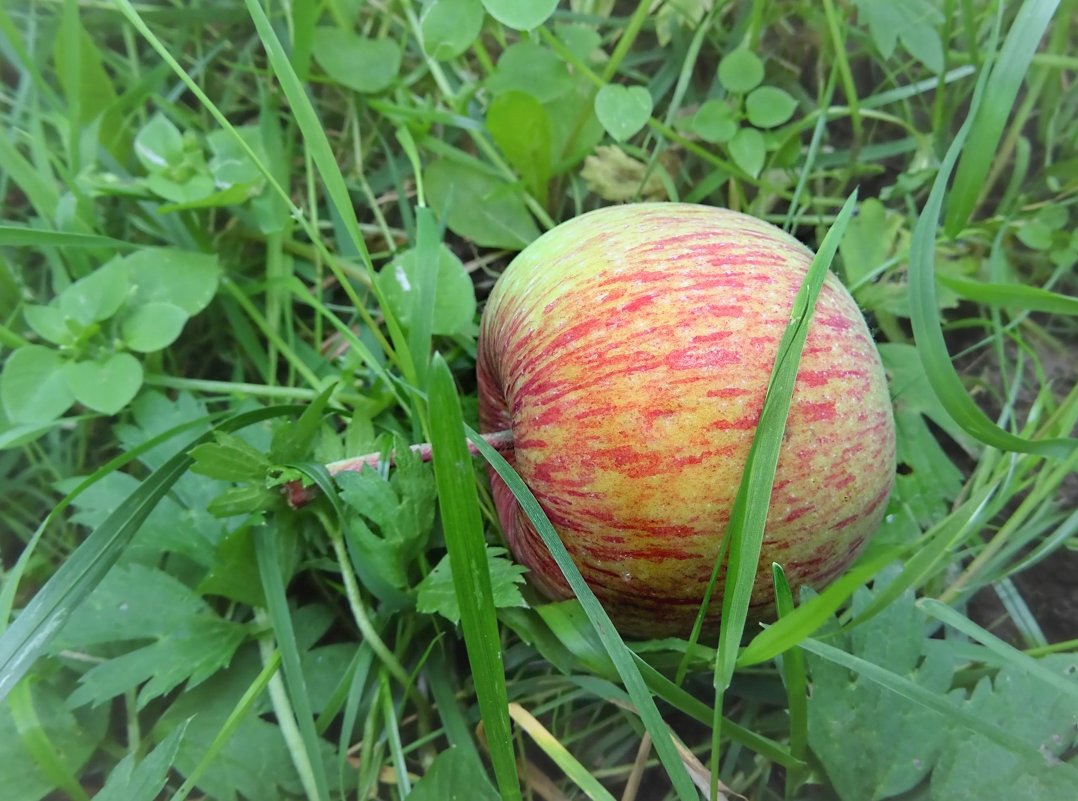 Упавшее яблоко в траве - Ирина Via