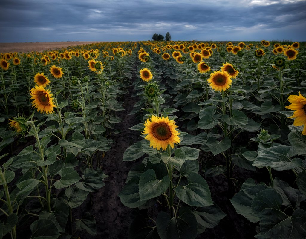 .... - Слава Украине