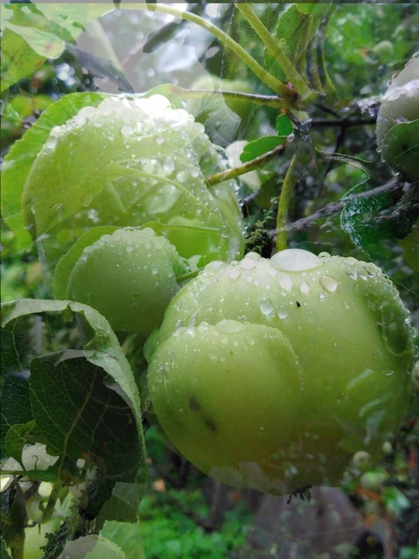 Green - Василий Богомолов