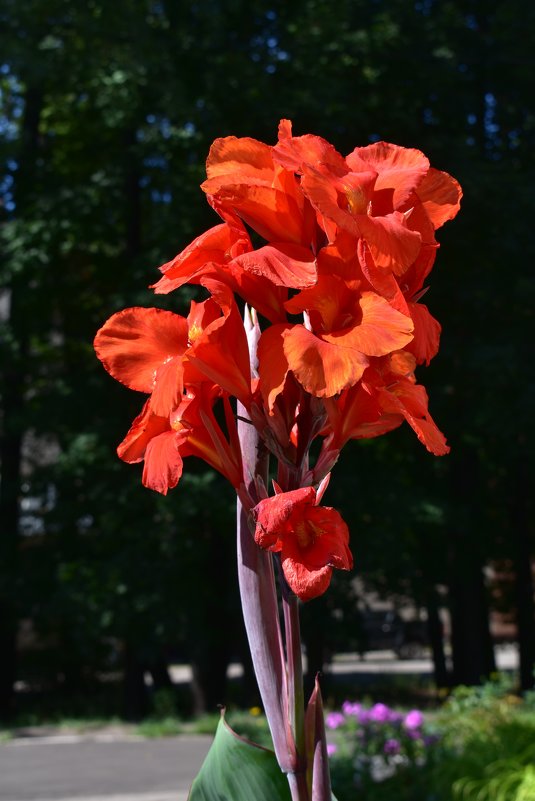 Красивые цветы - Юрий Владимирович 34