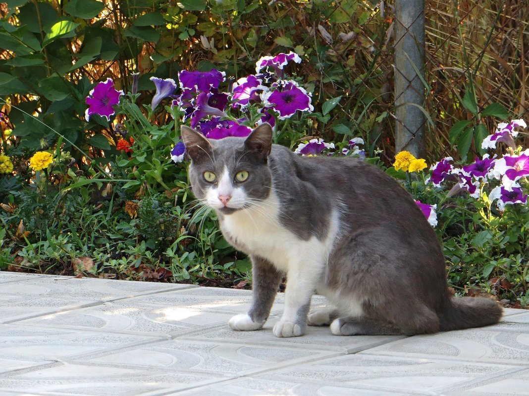 Кот увидел соседнего кота, запрыгнувшего на забор... - Татьяна Смоляниченко