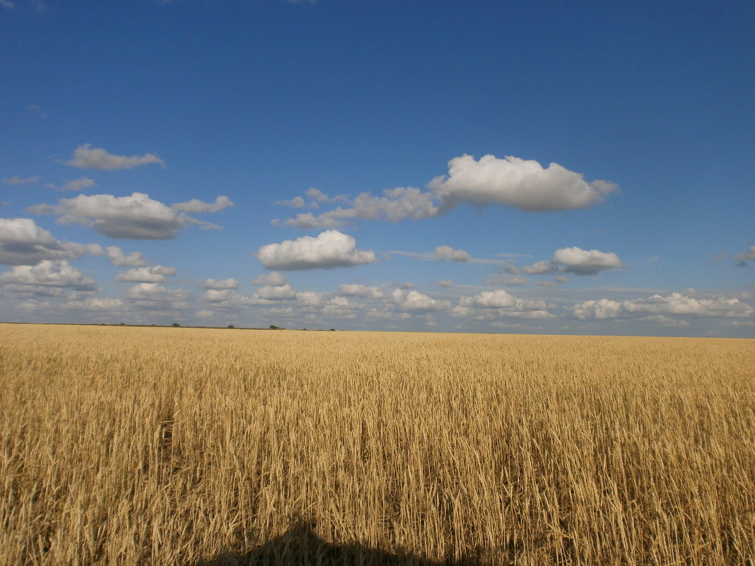 Пшеничное поле - Вячеслав & Алёна Макаренины