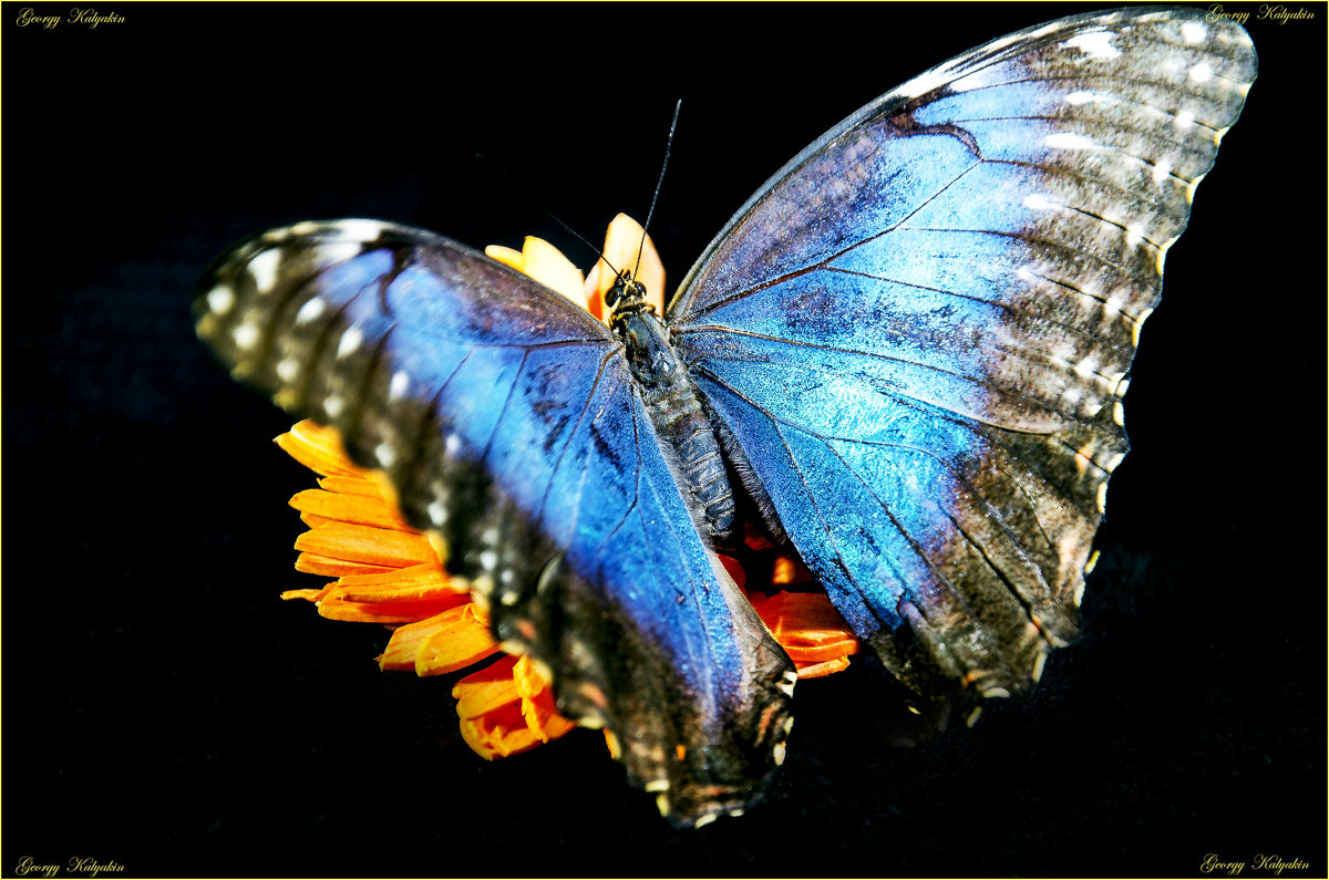 Butterfly - Georgy Kalyakin