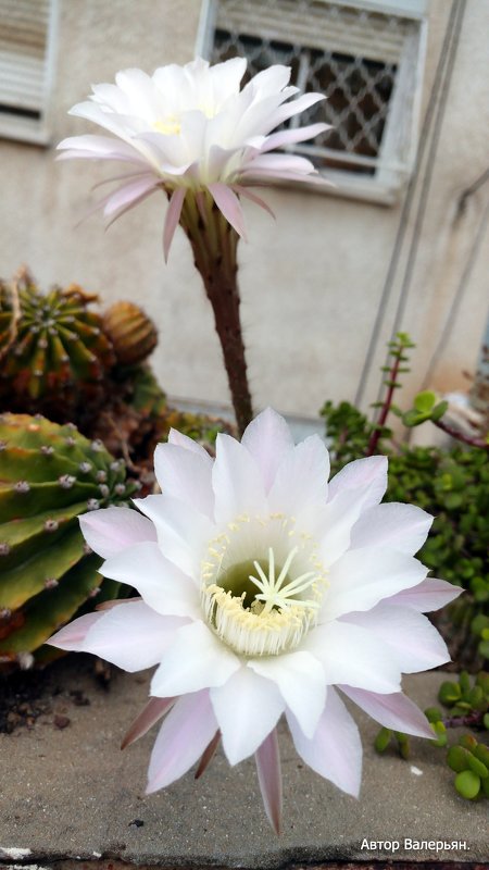 маммиллярия фото | Цветок кактуса, Кактус, Комнатные цветы
