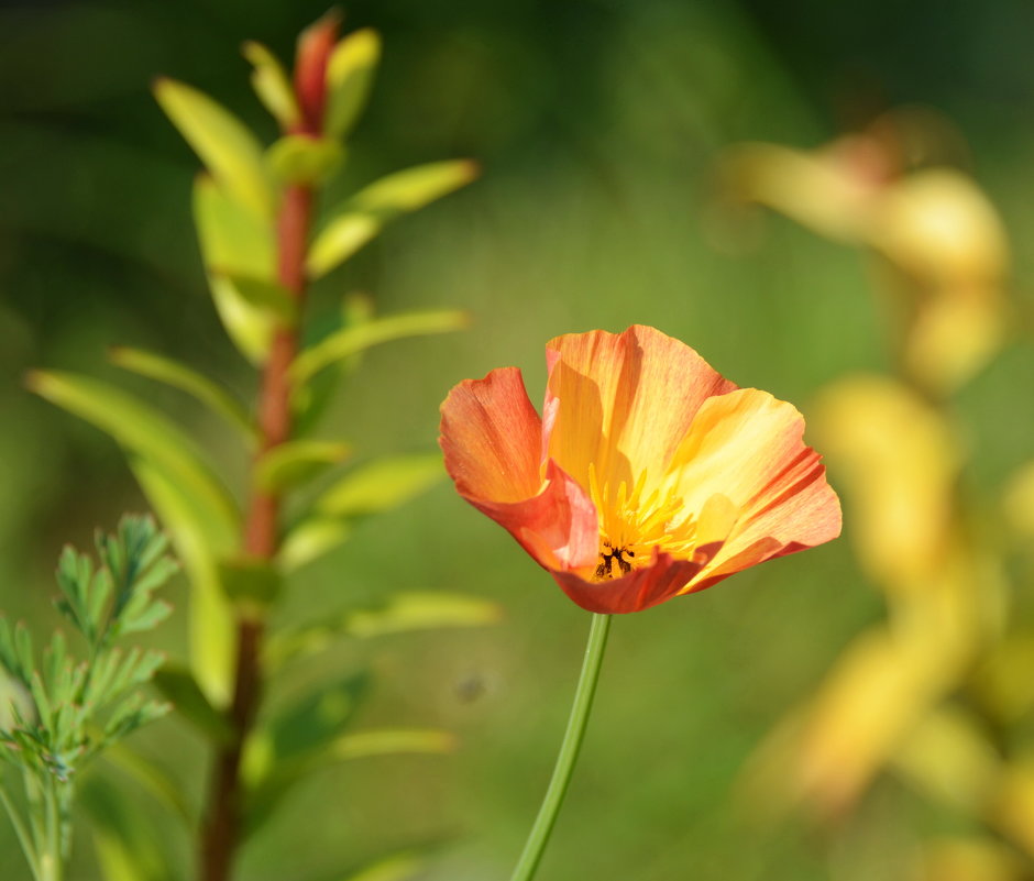 Цветет эшшольция, нежный цветок - Генрих 