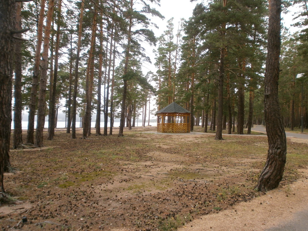 Беседка в сосновом лесу у озера - Вячеслав & Алёна Макаренины