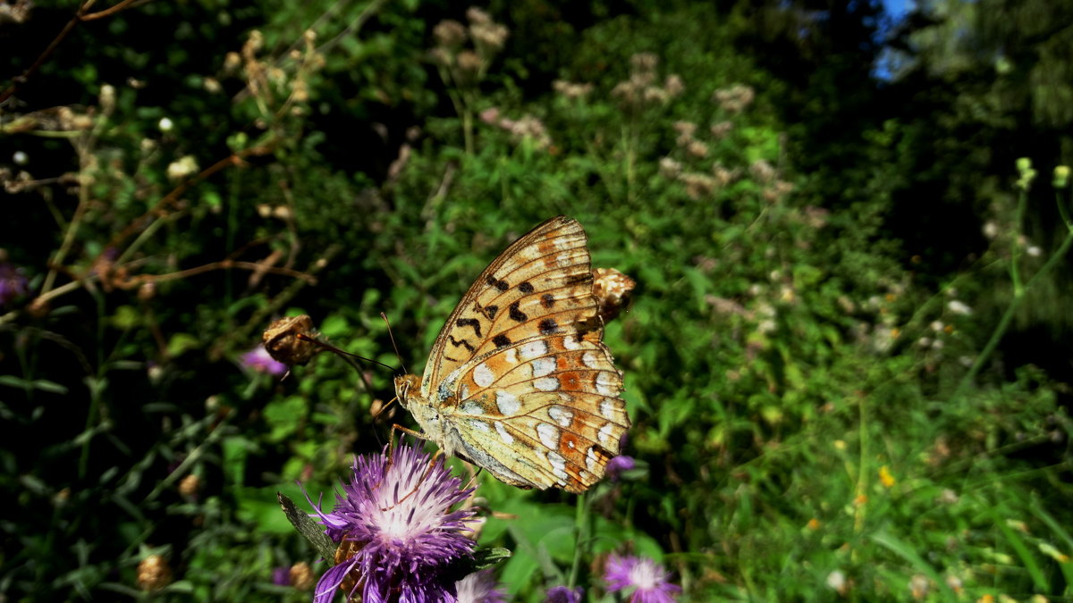 *Перламутровка адиппа, или Перламутровка красная (лат. Fabriciana adippe, syn. Argynnis adippe) - vodonos241 