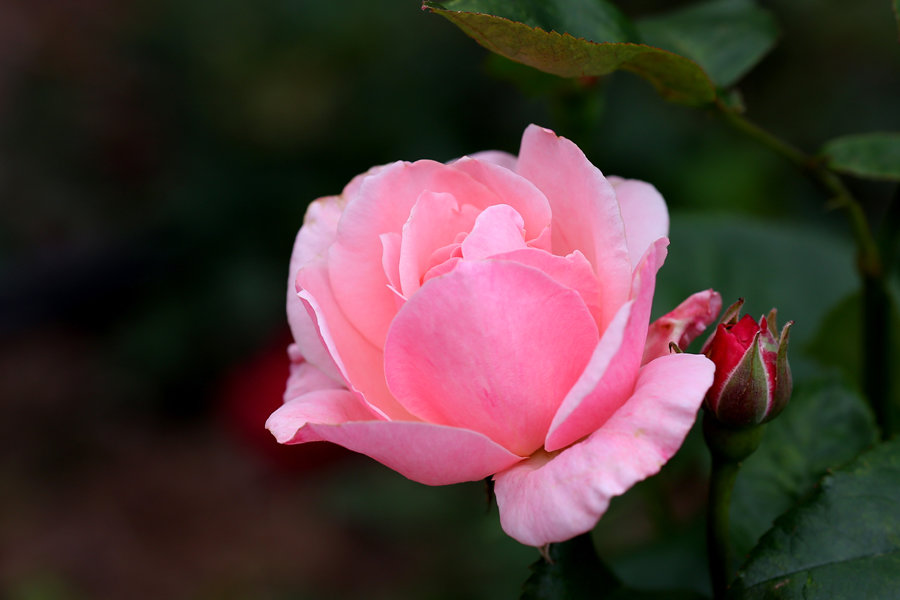 Розовая роза - Евгений Пермяков