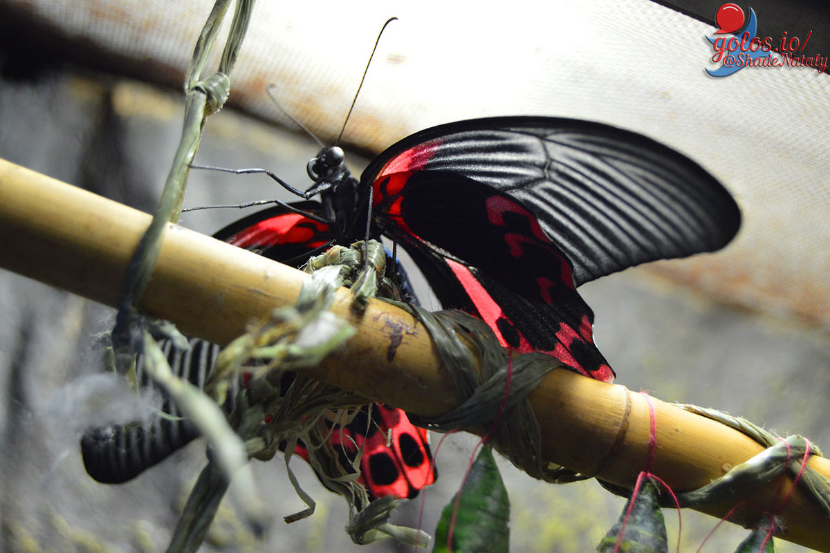 Красно-черная бабочка - Наталья (ShadeNataly) Мельник