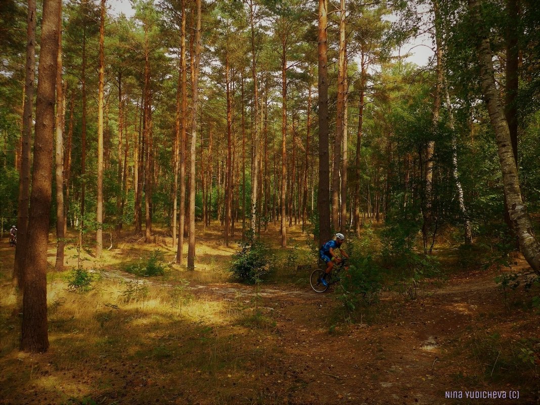 В лесу - Nina Yudicheva