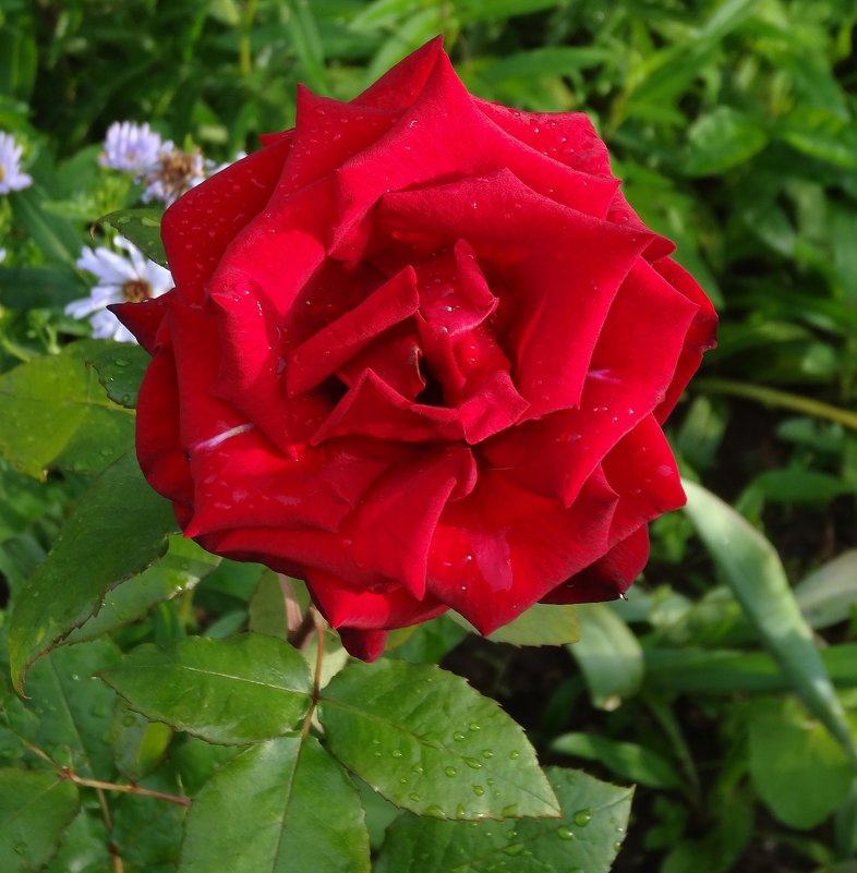 Роза красная - Натала ***
