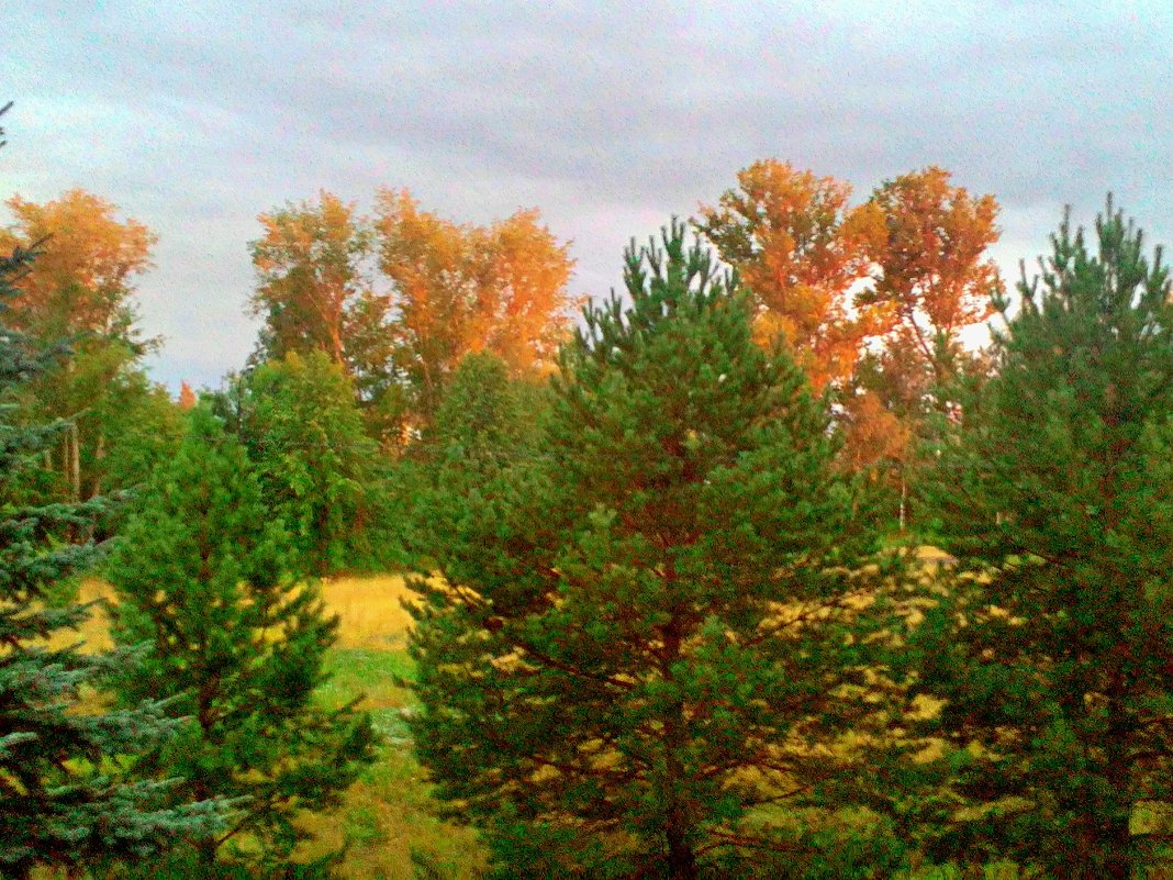 Осенним светом озарил закат деревья - Николай Масляев