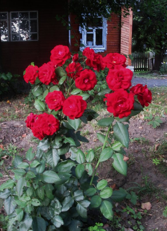 Розы под моим окном. - Татьяна Корнеева 