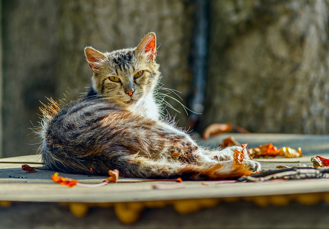 Скоро Осень -:) - Fotosmena .