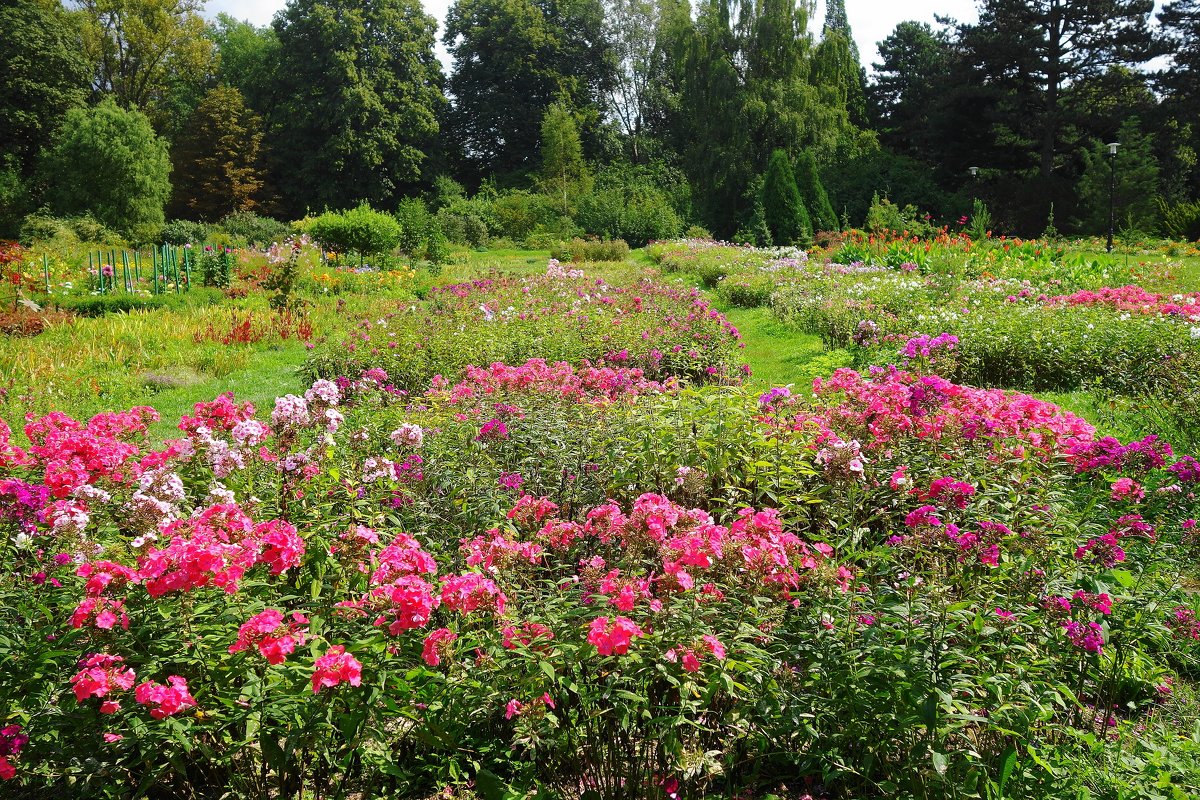 Ботанический сад - Маргарита Батырева