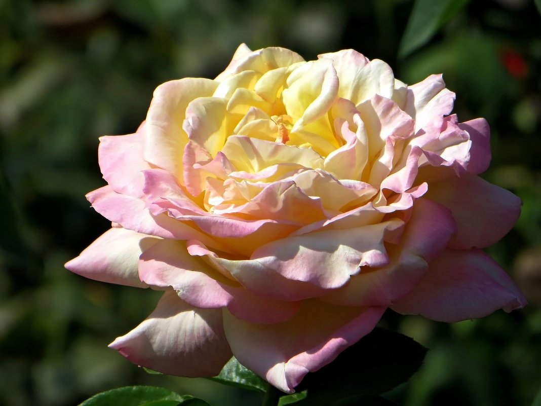 Роза королева швеции