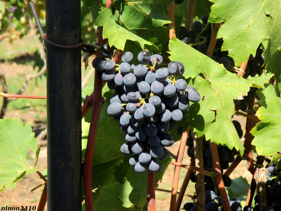 Монастырский виноградник - Нина Бутко