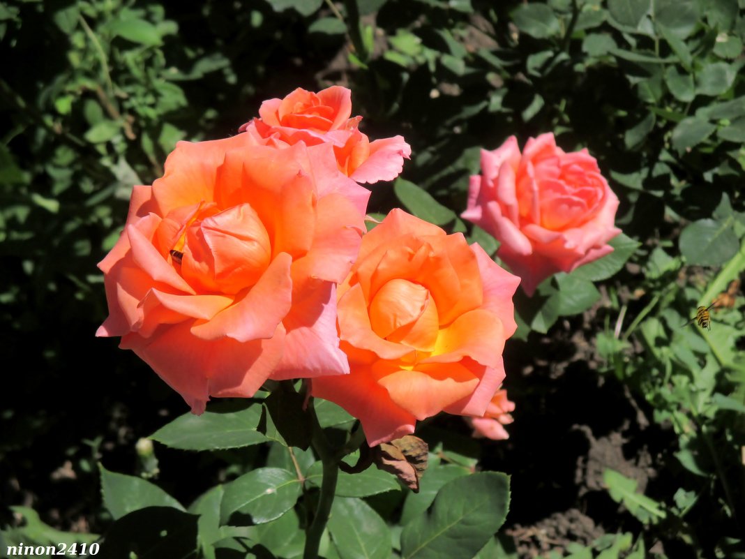 Донские красавицы розы - Нина Бутко