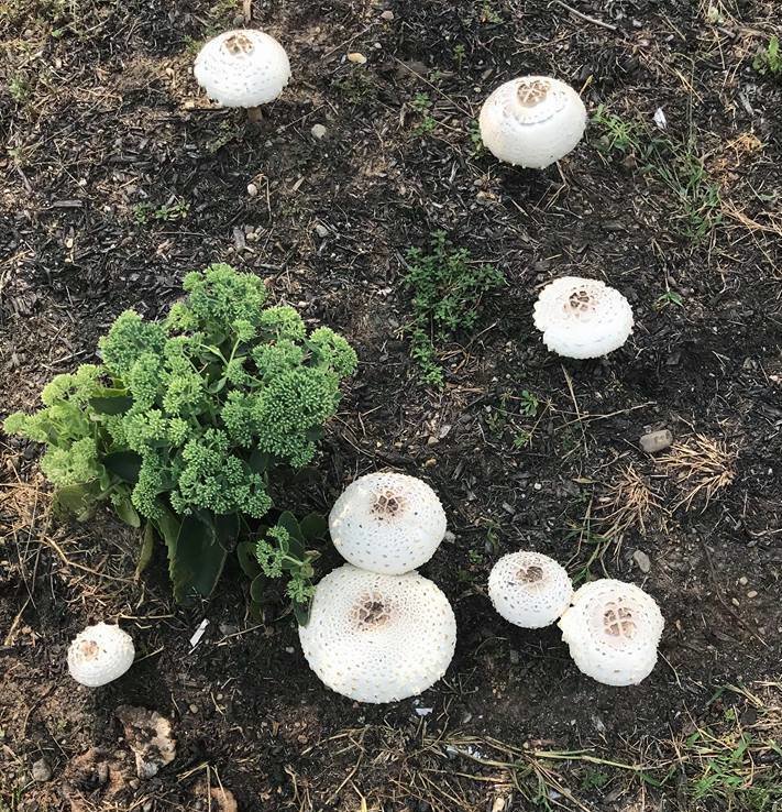 Странные грибочки на соседском участке - Елена 