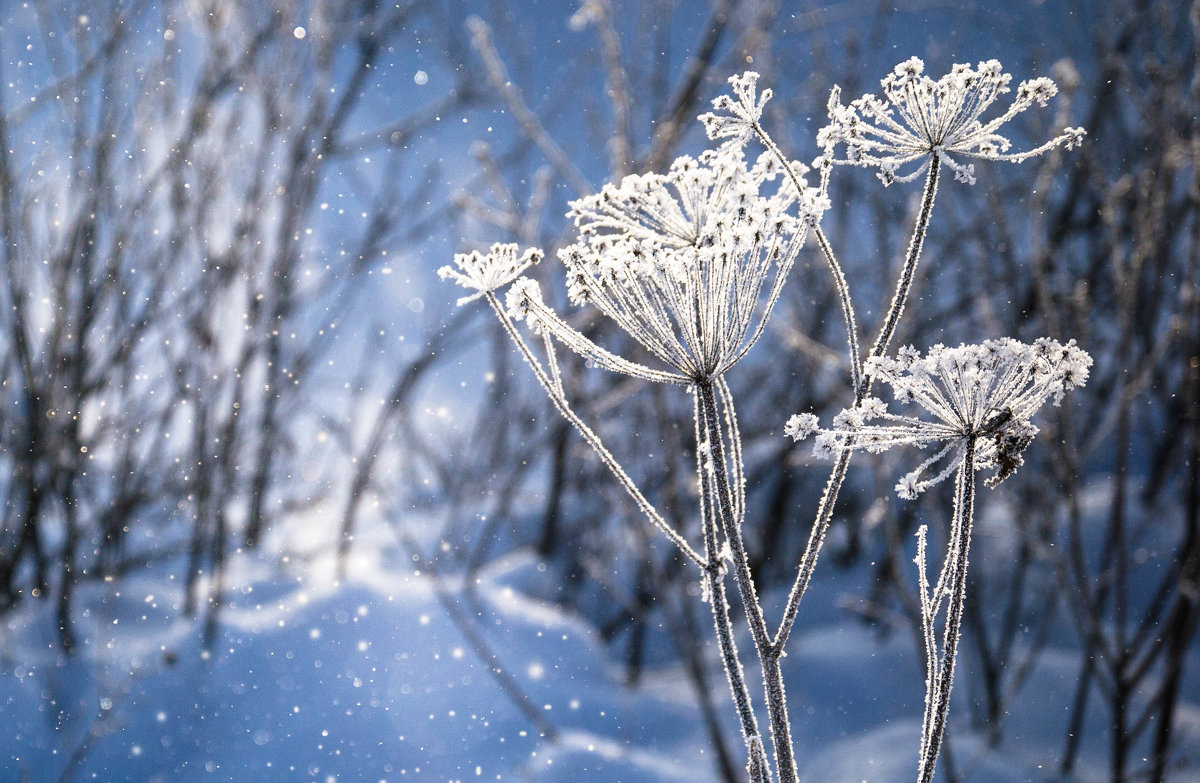 снежные цветы - Оксана Назина