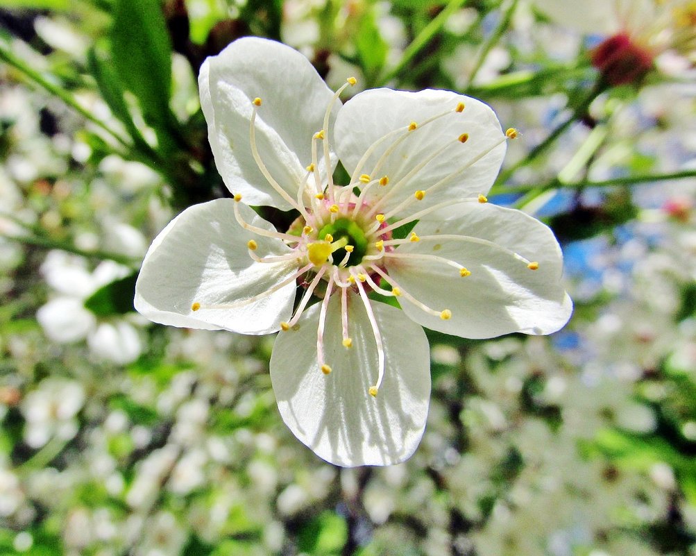 Цветок вишни - Leonid Tabakov