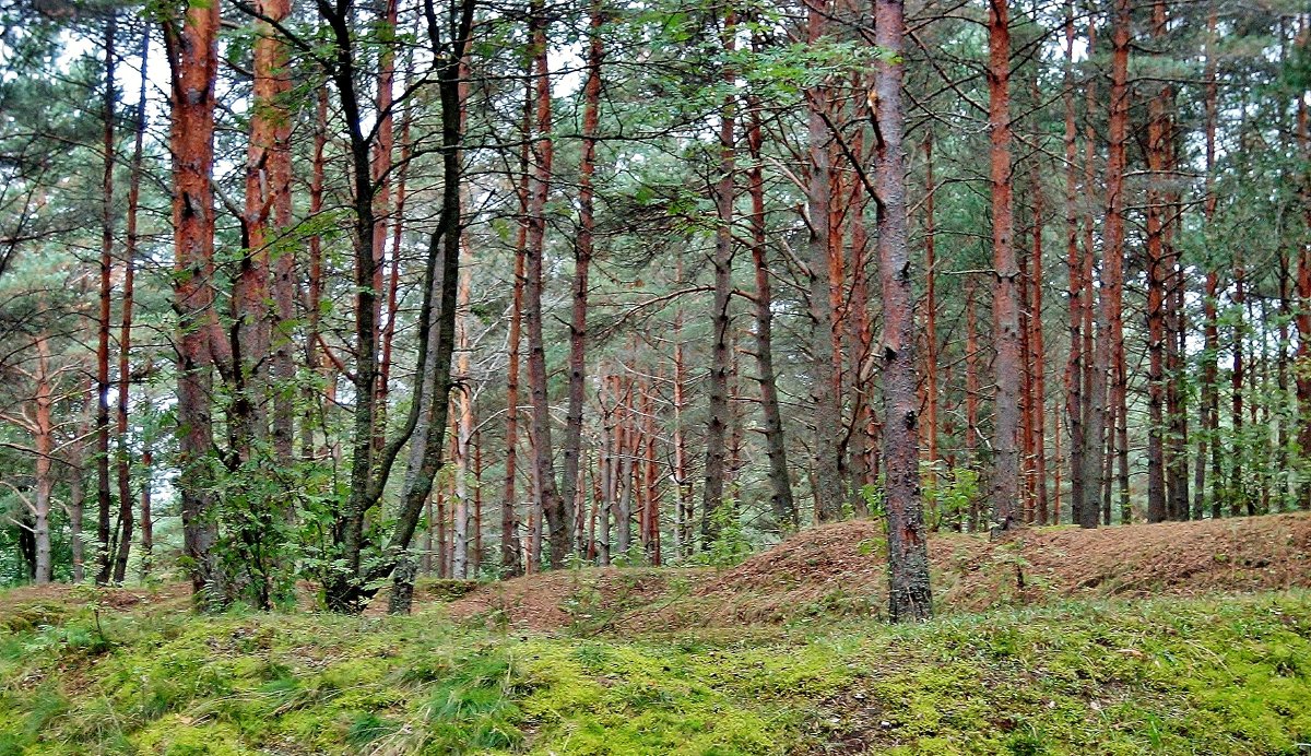 В лесу - Leonid Tabakov