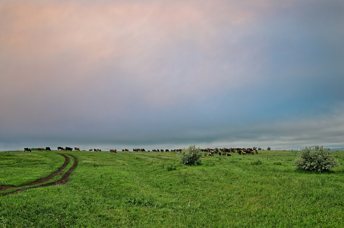 Коровы пасутся на лугу - Дмитрий Конев