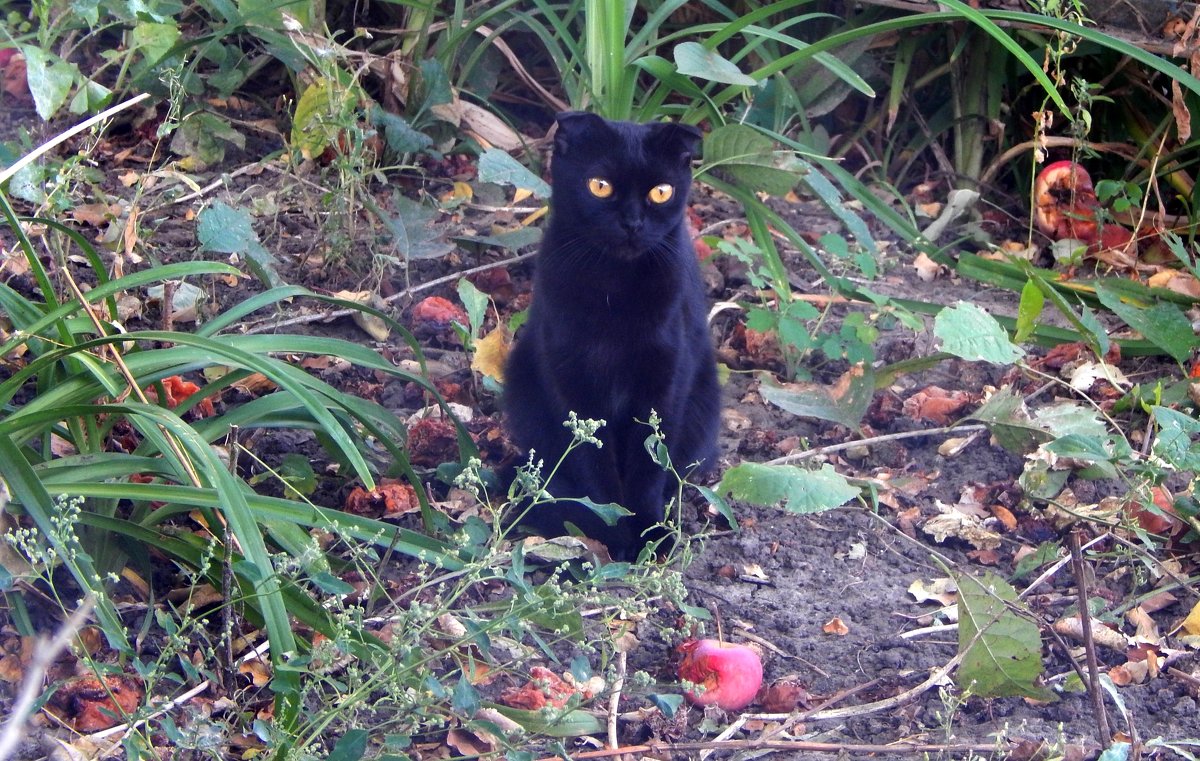 чёрный кот - Alisa Koteva 