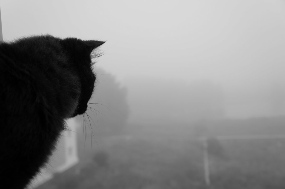 Кошка в тумане - Юлия Лушникова