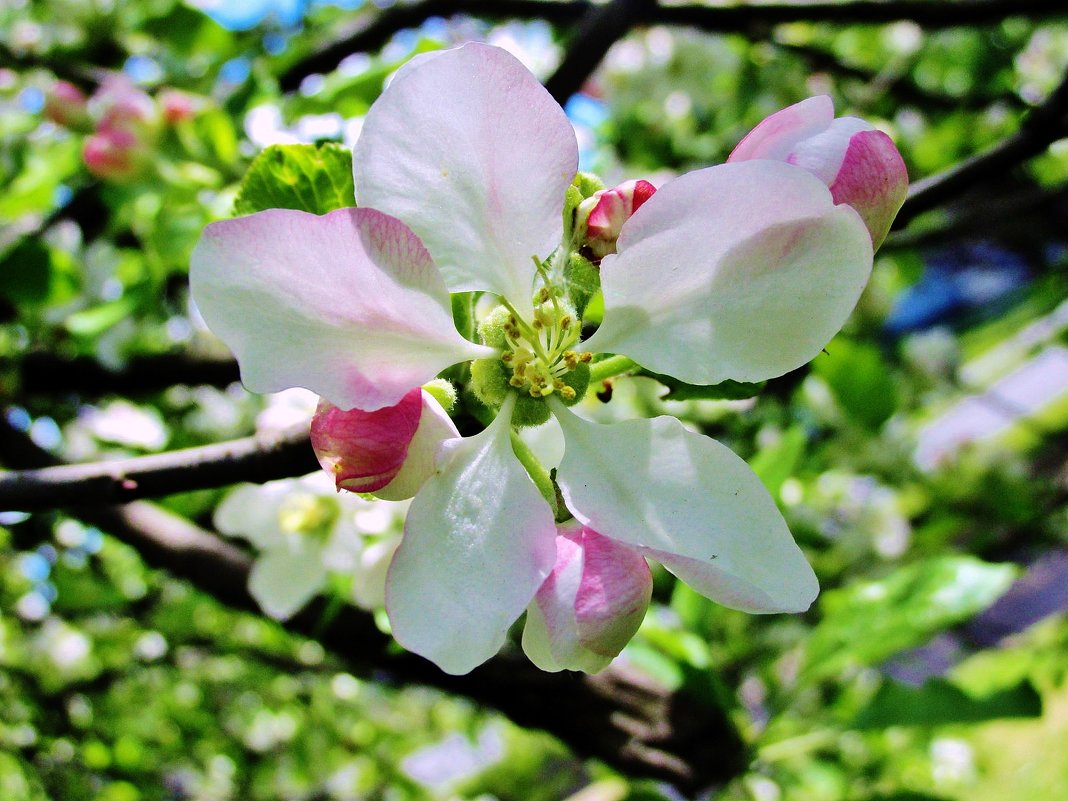 Цветок яблони - Leonid Tabakov