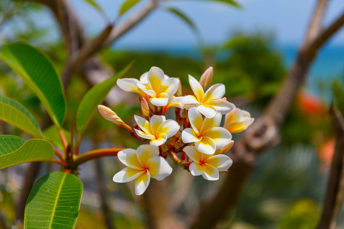 Plumeria - Юрий Петряев