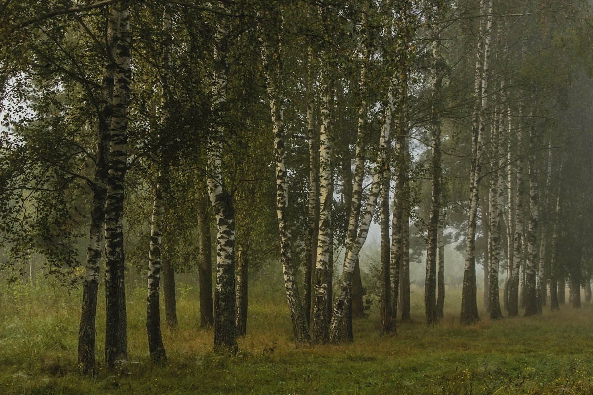 Утренний туман - Сергей 