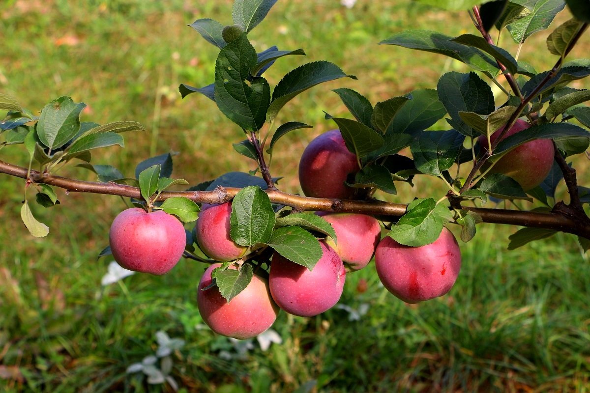Яблоки в тёплом сентябре - Надежд@ Шавенкова