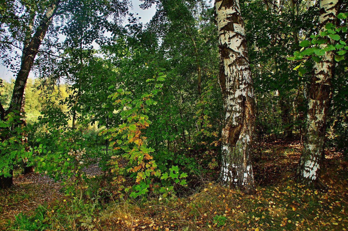 В лесу - Наталья Лакомова