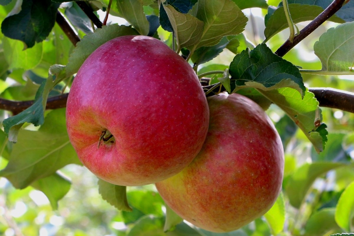Яблоки в сентябрьском саду - Надежд@ Шавенкова