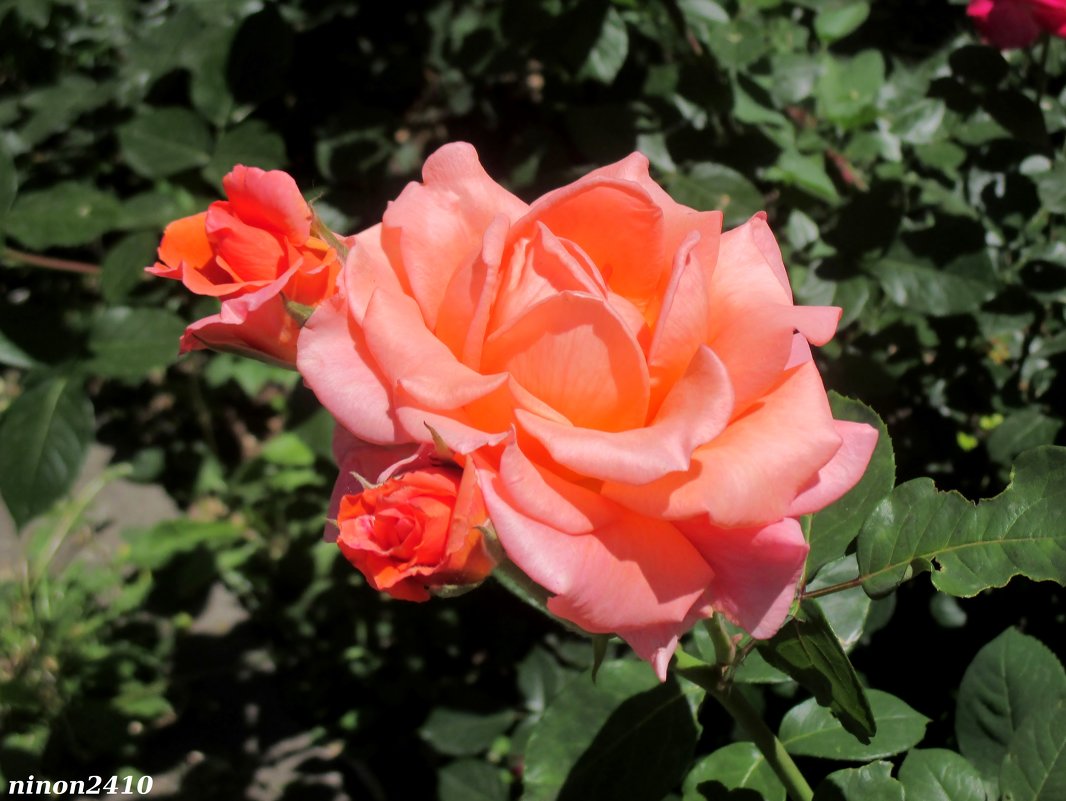 Красавица роза - Нина Бутко