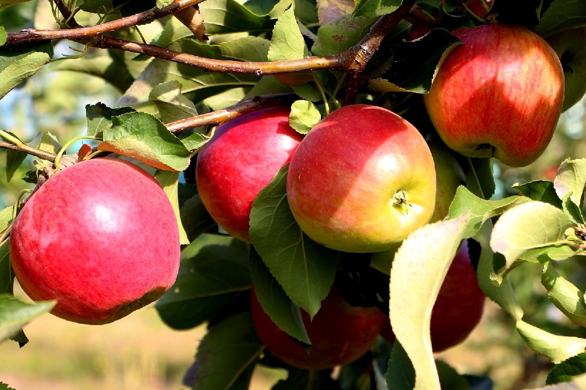 Яблоки в саду - Надежд@ Шавенкова