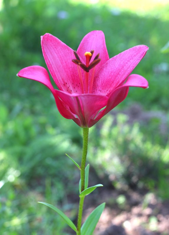 Цветок лилии - yav 110455