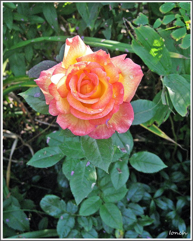 Роза сентября - muh5257 