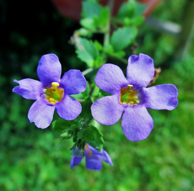 Два цветочка - Leonid Tabakov