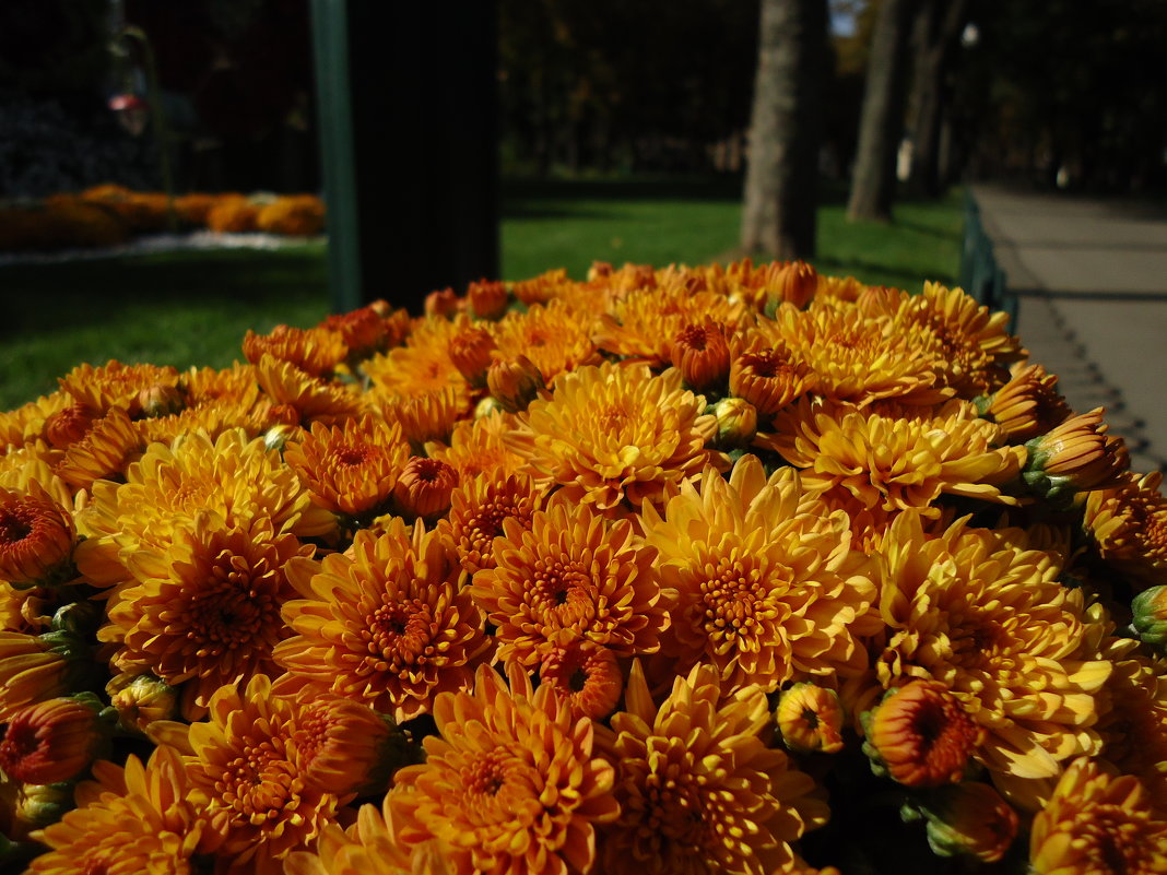 Хризантемы цветом в осень - Ирина 