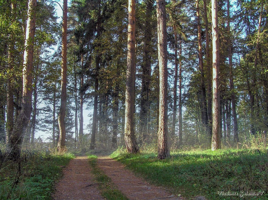 Сосновый лес - Владимир Зеленцов