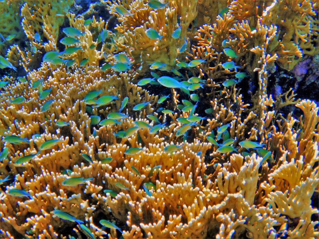 Коралловые сады бухты Пенси-Утопия... - Sergey Gordoff