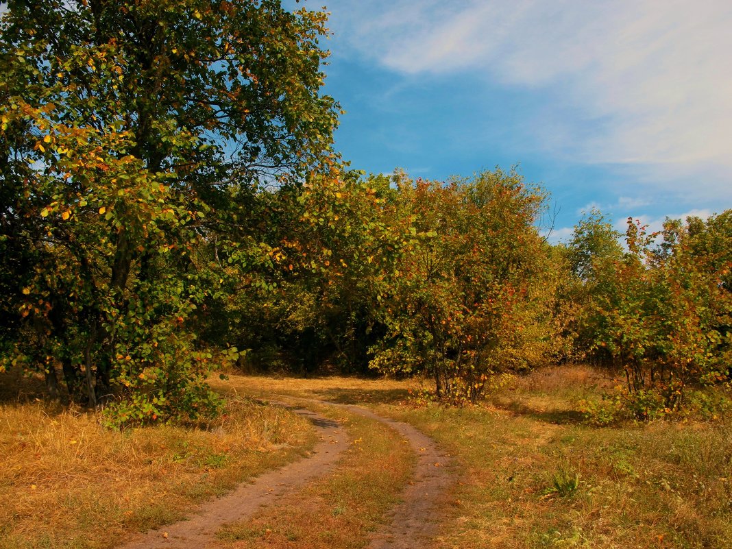 Осенняя дорожка - Анастасия 