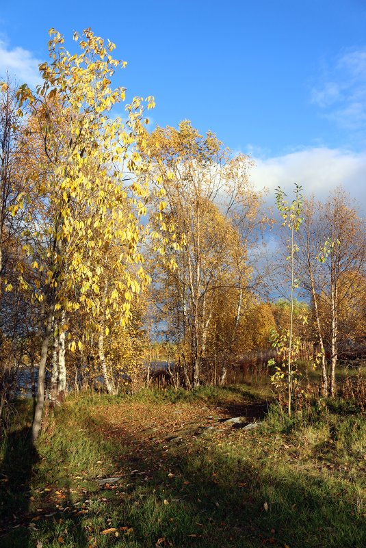 Осень в золотом - Ольга 