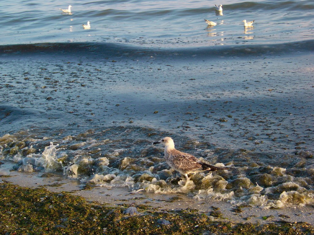 Чайки, медузы и Черное море в августе... - Любовь К.