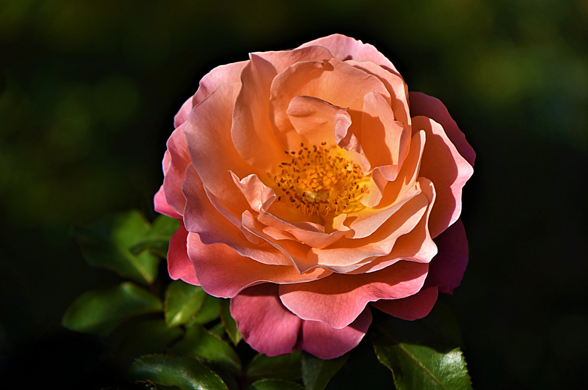 Розовая роза - Oleg S 