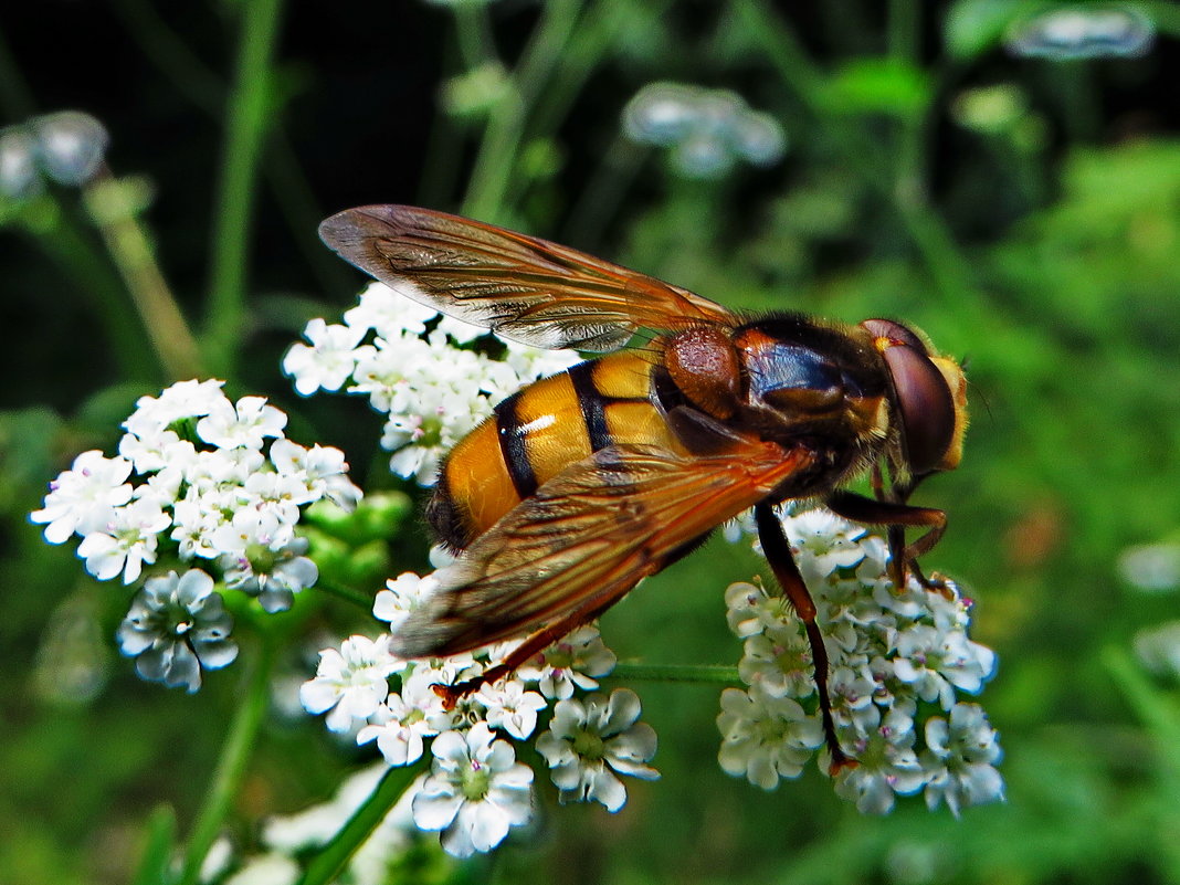 Цветочная муха ( Volucella zonaria) - vodonos241 