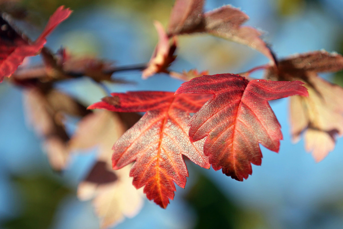 Осенние листья боярышника