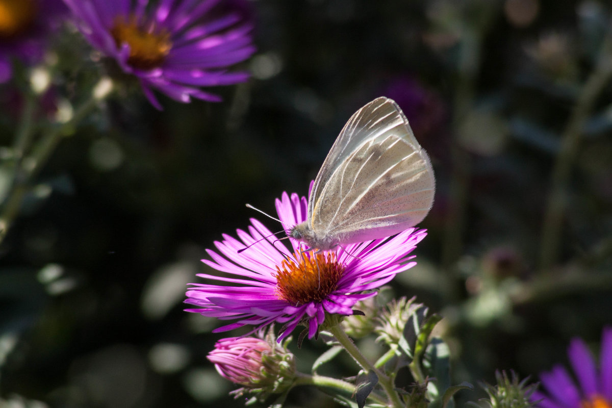 Бабочка на цветке - Алёна Дёмочкина